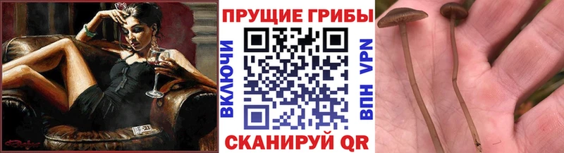 Галлюциногенные грибы прущие грибы  Сертолово 